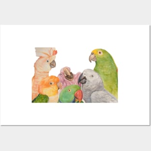 Watercolor of parrots: Cockatoo, caique, great alexander, African gray, baby macaw and amazon Posters and Art